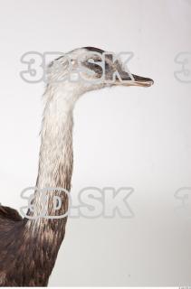 Emus neck photo reference 0036